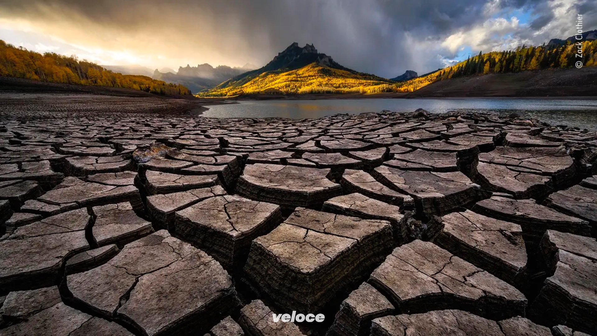 Wildlife Photographer of the year: la classifica