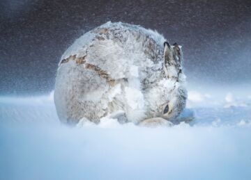 Wildlife-Photographer-of-the-Year-2_CLASSIFICATO Wildlife-Photographer-of-the-Year-2_CLASSIFICATO