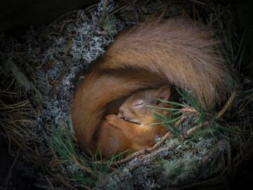 Wildlife-Photographer-of-the-Year-3_CLASSIFICATO_ Wildlife-Photographer-of-the-Year-3_CLASSIFICATO_