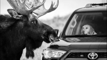 Wildlife-Photographer-of-the-Year-4_CLASSIFICATO Wildlife-Photographer-of-the-Year-4_CLASSIFICATO