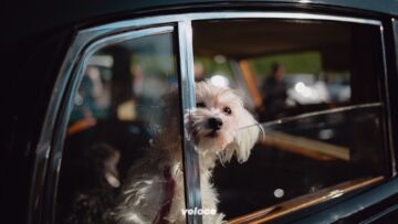 British-Classic-Car-Meeting-©-Rosario-Liberti_BCCM-2019-+-Picnic-2020_6