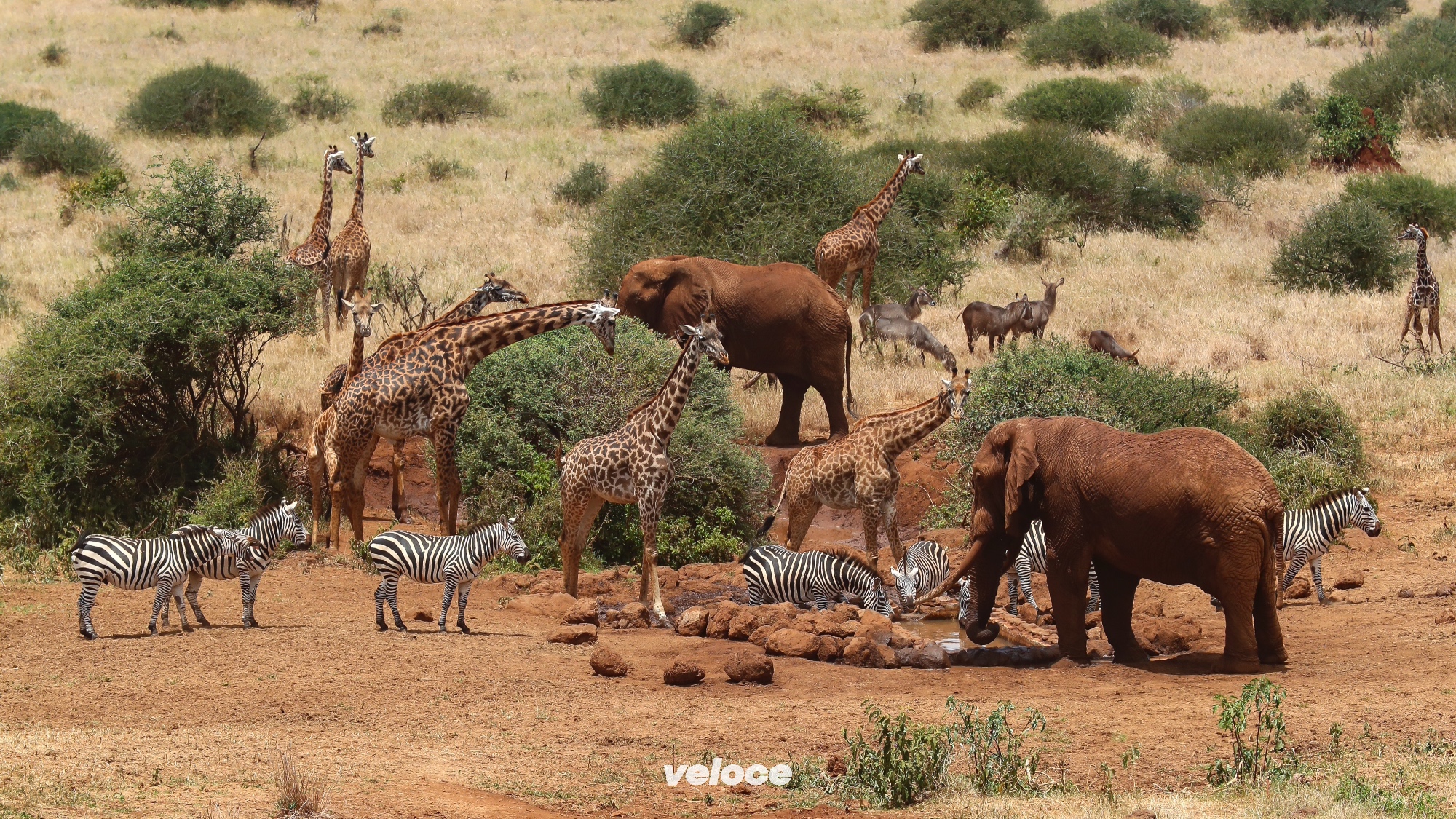 East-African-Safari-Classic-Atmosphere_EASC22_Day04_cm1341 East-African-Safari-Classic-Atmosphere_EASC22_Day04_cm1341