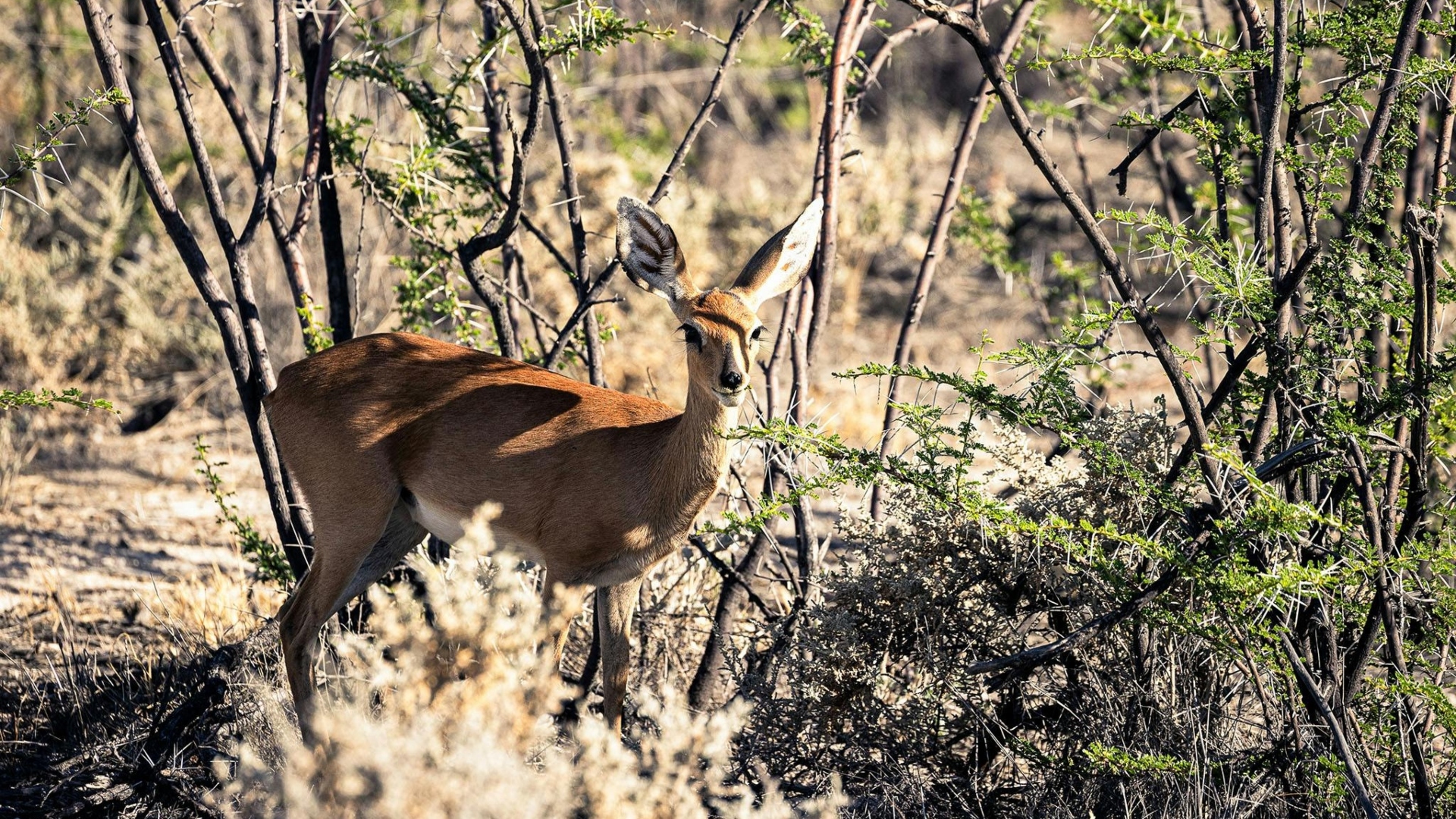 Porsche-911-Camp-Namibia-Dakar-2024-experience-1 Porsche-911-Camp-Namibia-Dakar-2024-experience-1