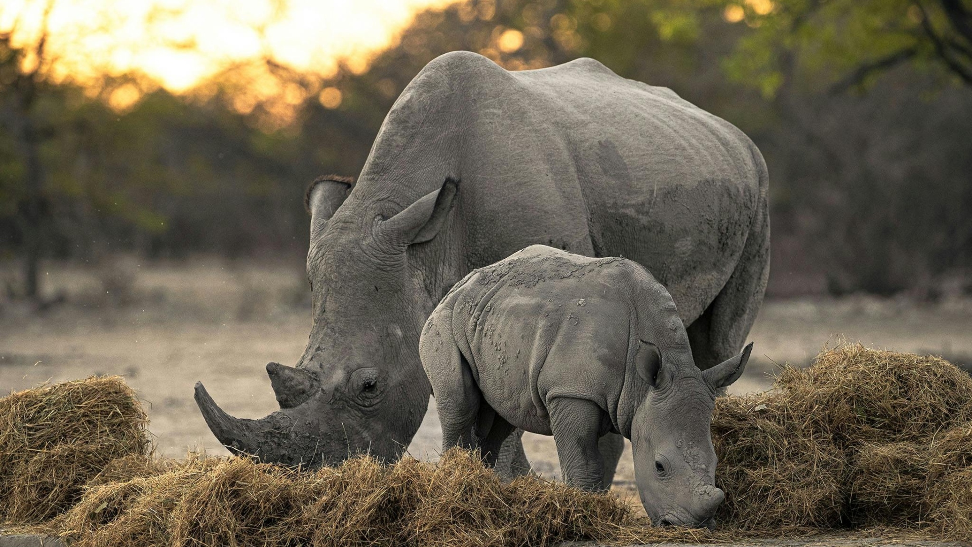 Porsche-911-Camp-Namibia-Dakar-2024-experience-5 Porsche-911-Camp-Namibia-Dakar-2024-experience-5